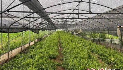 山西长治潞州区：科技基因注入千年潞党参产业