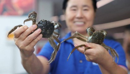 东营市垦利区：黄河口大闸蟹抢“鲜”上市