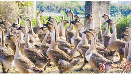 金融活水助力狮头鹅产业发展