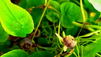 吟党参、白术、甘草与当归 七律四首