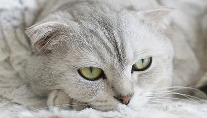 艾比森等公布“航空箱”专利