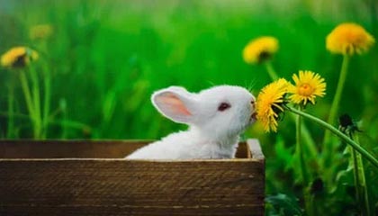 艾比森等公布“航空箱”专利