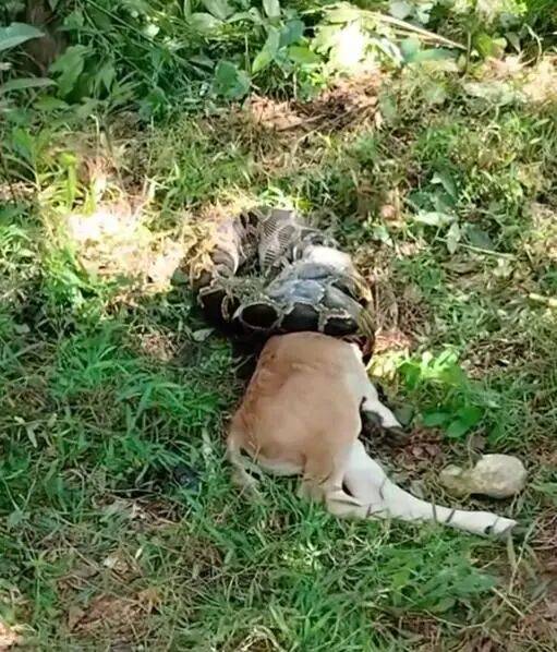 广东一条蟒蛇吞食牛犊,发现时牛头已经被吞下一半,当地:属保护动物,已放生