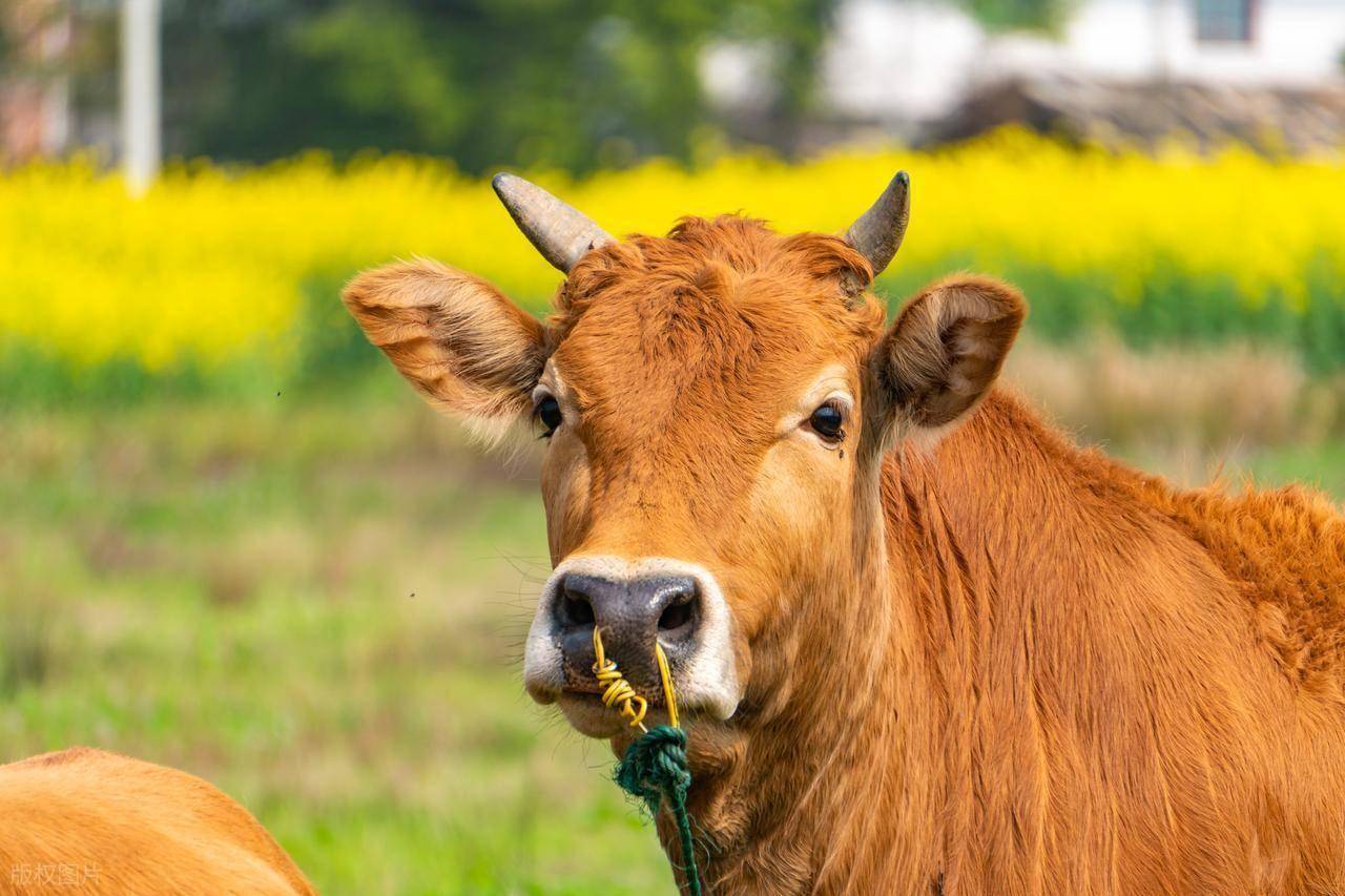 买牛：怎么选、怎么谈、怎么避坑？