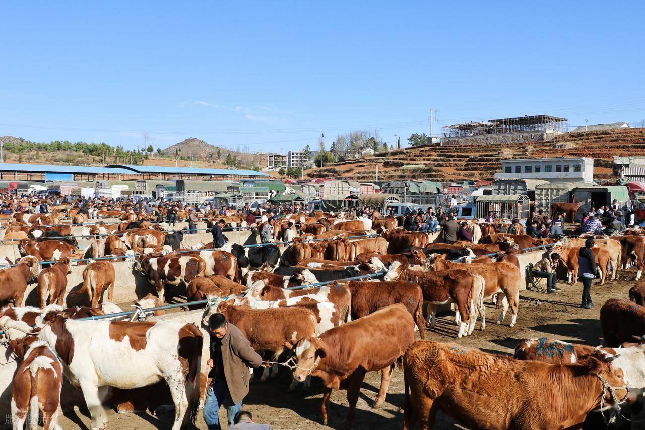 买牛：怎么选、怎么谈、怎么避坑？