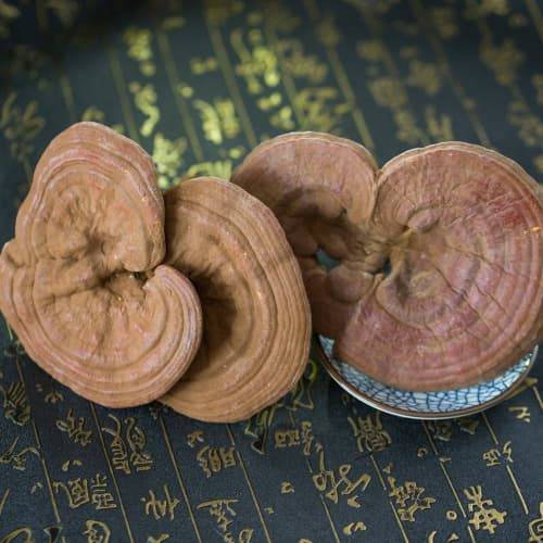 灵芝怎么买:专业购买攻略必读