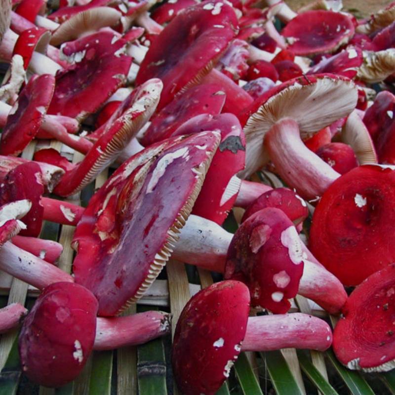 红菇怎么买:深度选购攻略必读