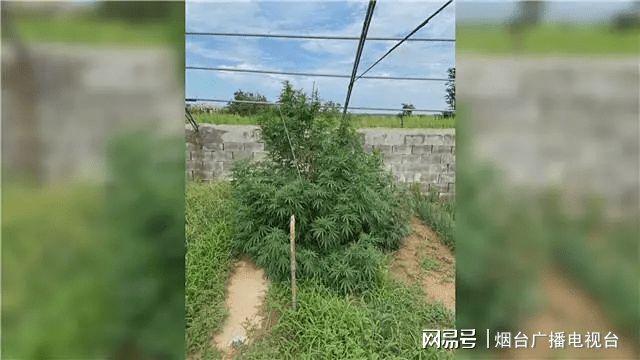 虚拟币毒品(虚拟币诈骗的宣判案例)